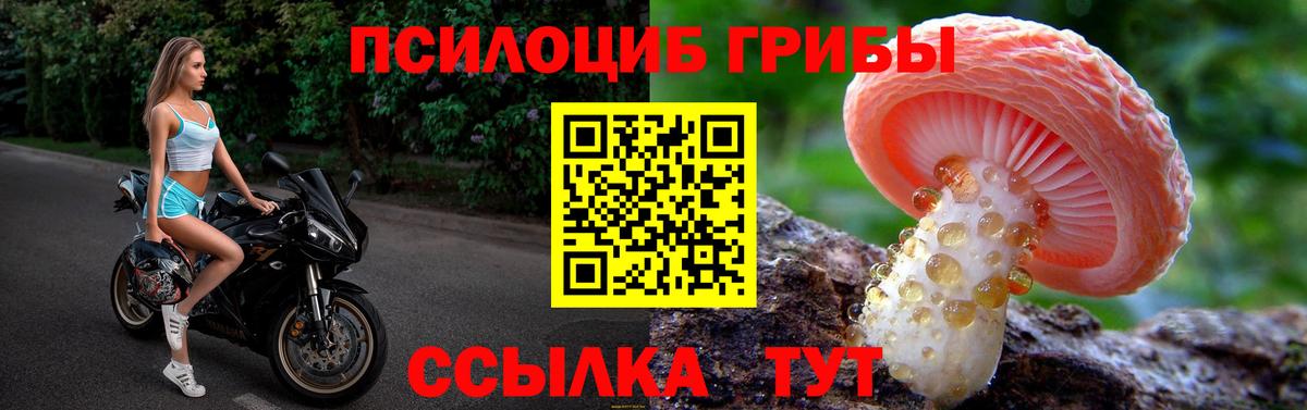 хочу наркоту  Псилоцибиновые грибы GOLDEN TEACHER  Вход с VPN  Галлюциногенные грибы Magic Shrooms  Бийск 